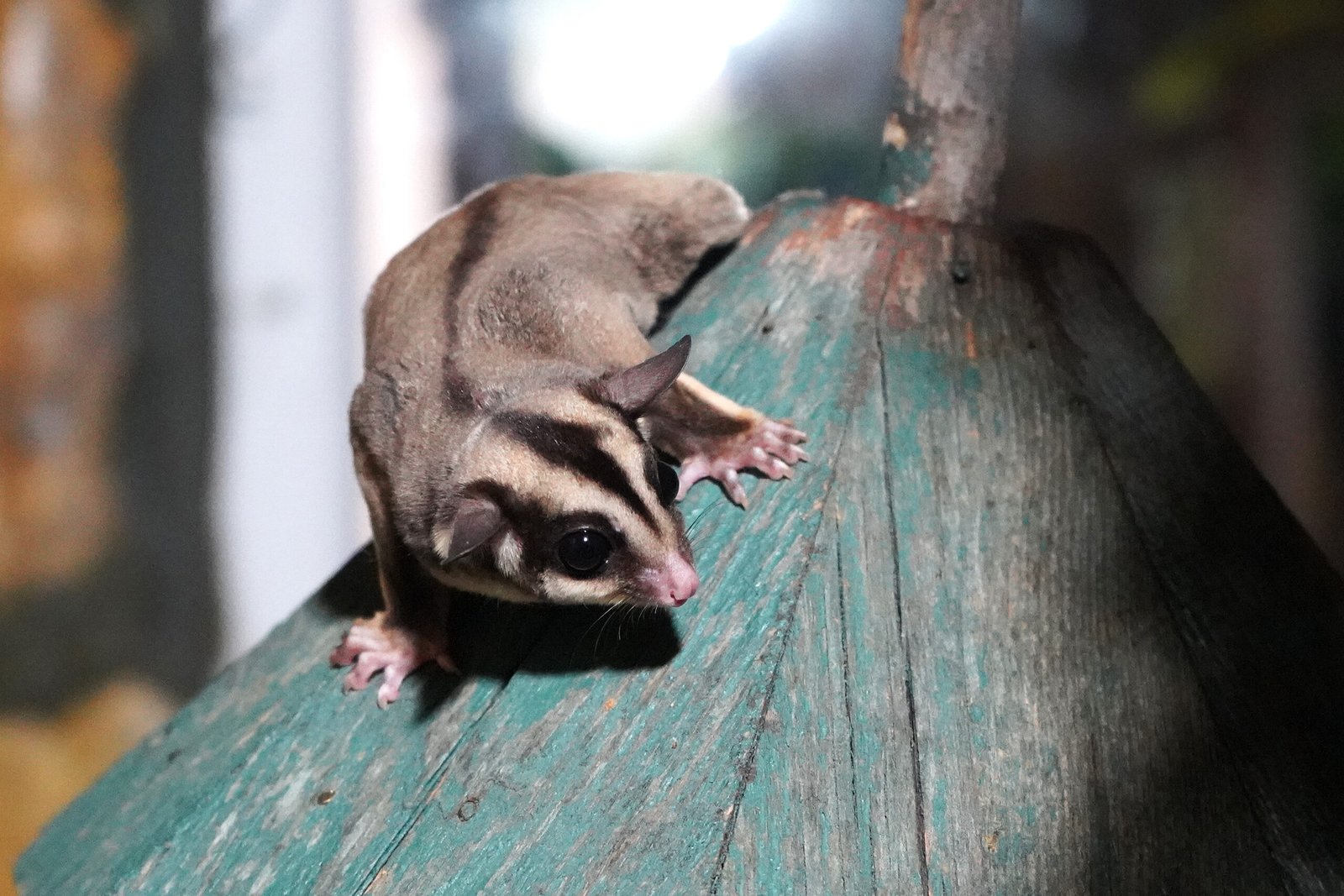 Aysu DURSUN/ANTALYA, (DHA)- DOĞA Koruma ve Milli Parklar ekipleri tarafından,