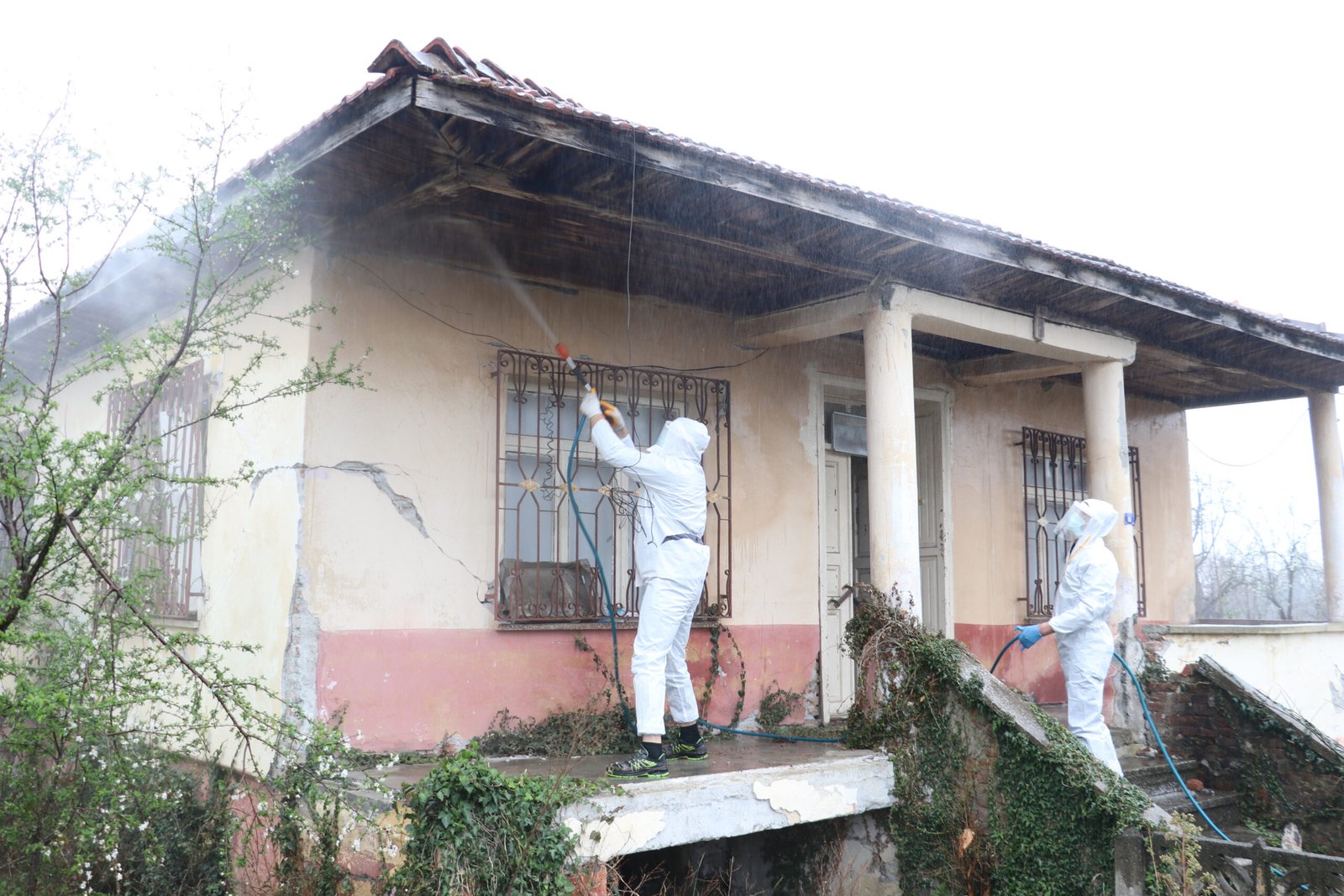 Gökhan İÇKİLLİ/SAMSUN, (DHA)- SAMSUN’da tarımsal üretime zarar veren kahverengi kokarca