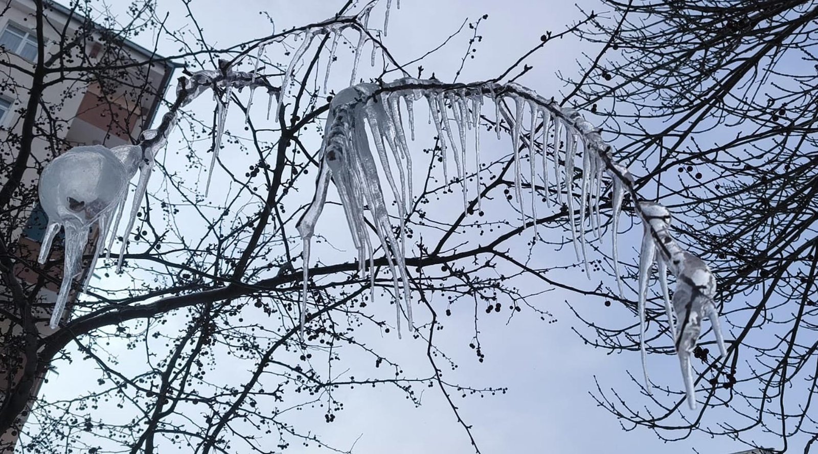 Volkan KARABAĞ/KARS, (DHA)-KARS'ta kar yağışı sonrası hava sıcaklığı aniden düşerken,
