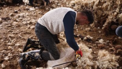 Bedir ALTUNOK/KARS, (DHA)- Kars’ta havaların ısınmasıyla birlikte koyunların kırkılmasına başlandı.