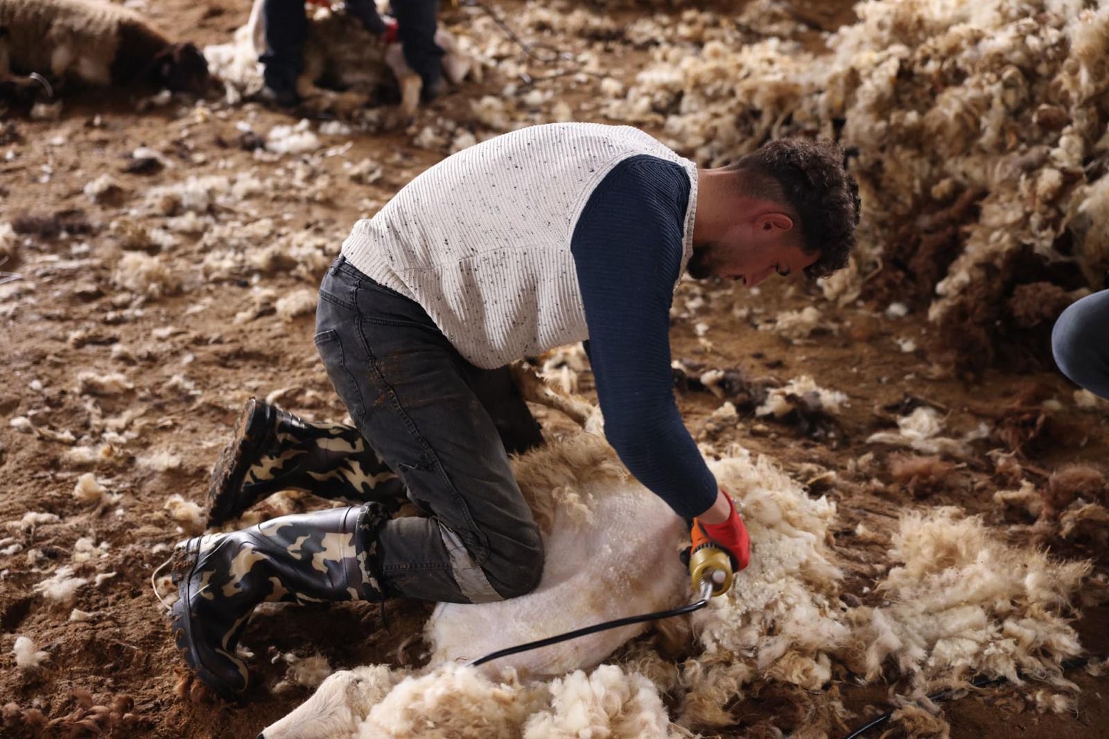 Bedir ALTUNOK/KARS, (DHA)- Kars’ta havaların ısınmasıyla birlikte koyunların kırkılmasına başlandı.