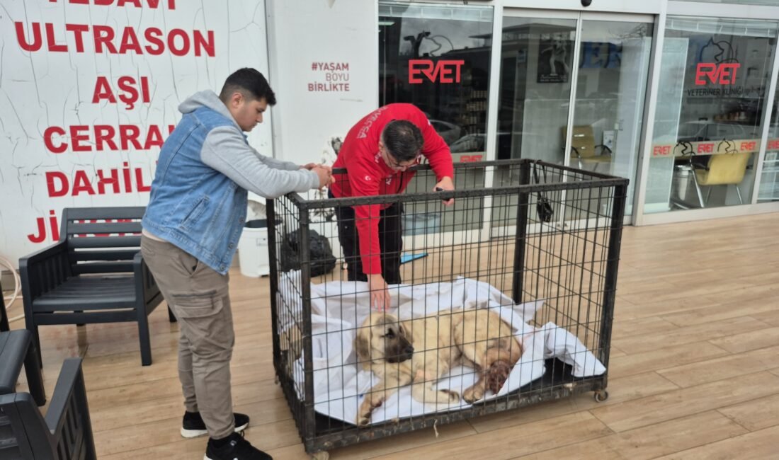 Sinan KABATEPE/EREĞLİ (Zonguldak), (DHA)- ZONGULDAK’ın Ereğli ilçesinde sahibi Kurtuluş Göktay’ın