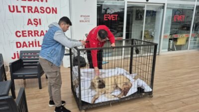 Sinan KABATEPE/EREĞLİ (Zonguldak), (DHA)- ZONGULDAK’ın Ereğli ilçesinde sahibi Kurtuluş Göktay’ın
