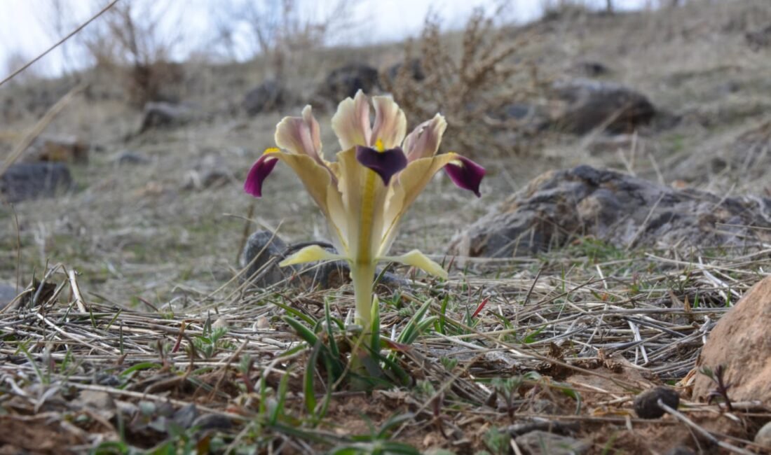 Hacı Baba LALE/YAHYALI (Kayseri), (DHA)-KAYSERİ'nin Yahyalı ilçesinde baharın müjdecisi nevruz