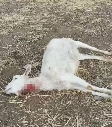 Furkan KAVUKLU/KAYSERİ, (DHA)- KAYSERİ’de yabani hayvanların saldırısına uğrayan 11 keçi