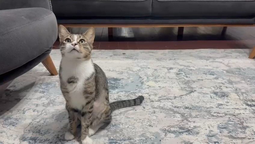 Ali Sencer ARSLAN/ZONGULDAK, (DHA)- ZONGULDAK’ta, 5 yaşındaki kedinin 4 yıldır