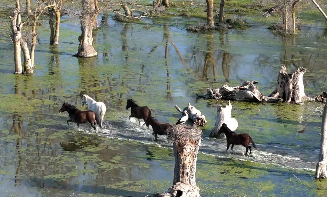 Emre ŞAHİNOL/BAFRA (Samsun), (DHA)- SAMSUN’da Kızılırmak Deltası’nda yılkı atları, dronla