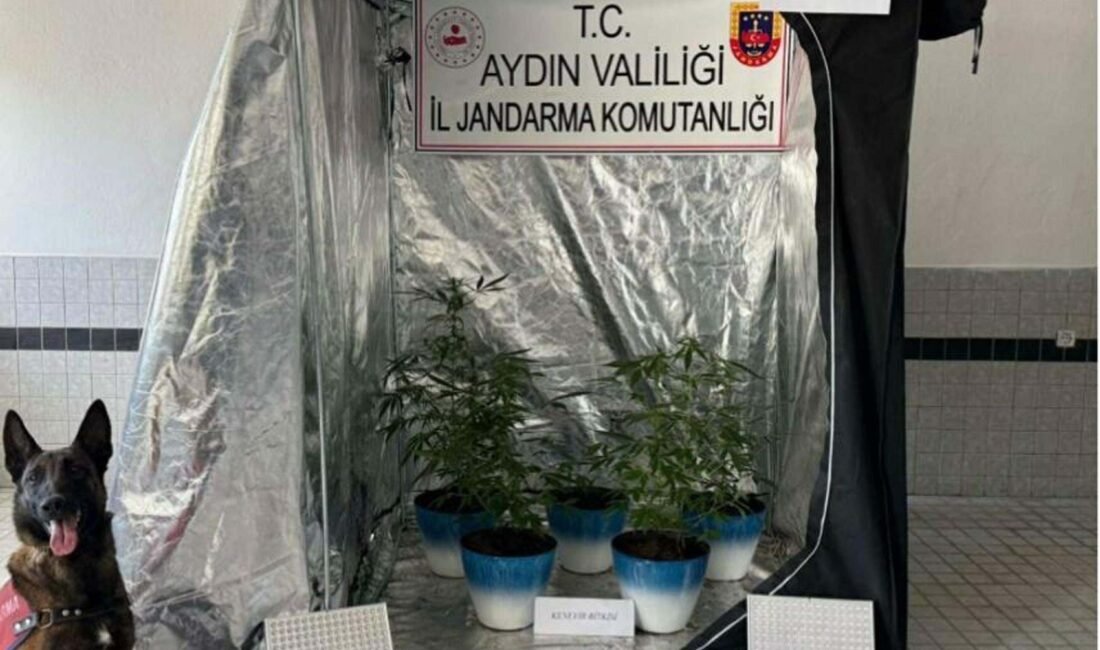 Bahattin ALBAYRAK/BUHARKENT, (Aydın), (DHA)- AYDIN'ın Buharkent ilçesinde, meskeninde 8 kök