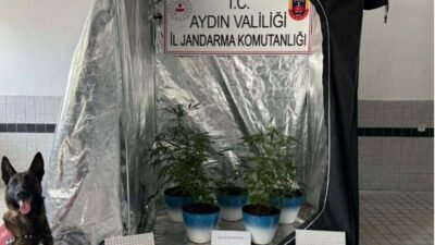Bahattin ALBAYRAK/BUHARKENT, (Aydın), (DHA)- AYDIN'ın Buharkent ilçesinde, meskeninde 8 kök