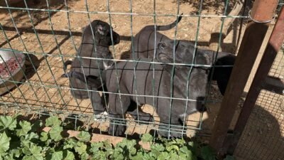 Aysu DURSUN/ANTALYA, (DHA)-ANTALYA'da ömür hakkı savunucuları, 26 günlük yavru köpeklerin