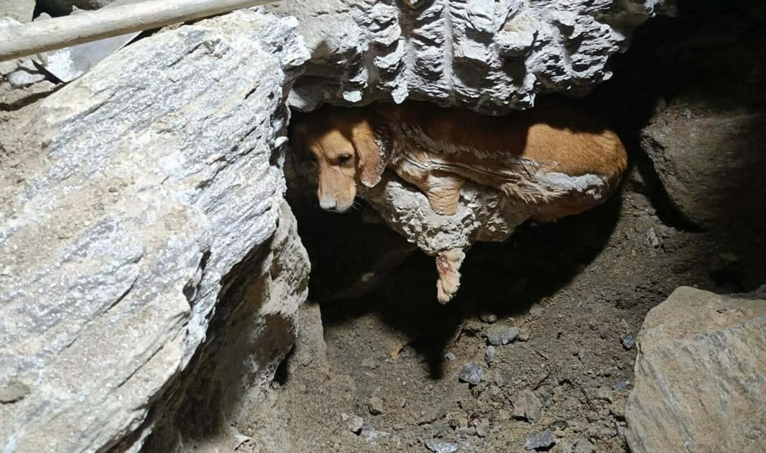 Oğuzhan BOYSAN/KUŞADASI (Aydın), (DHA)-AYDIN'ın Kuşadası ilçesinde inşaat sahasına dökülüp, kuruyan