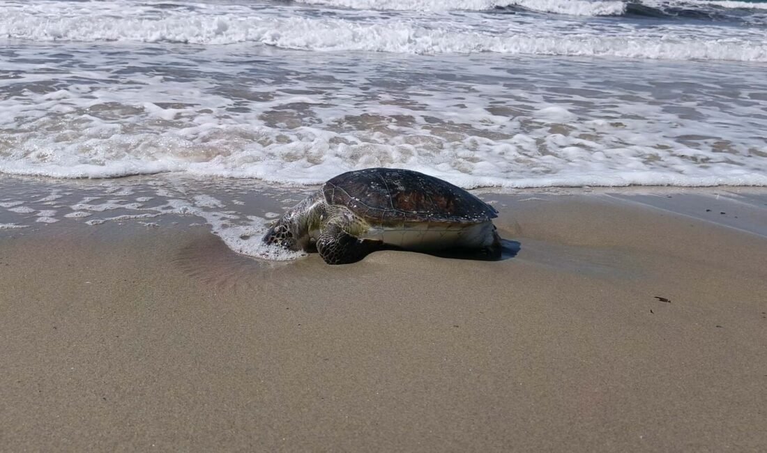 Oğuzhan BOYSAN/KUŞADASI (Aydın), (DHA)- AYDIN’ın Kuşadası ilçesinde, ölü yeşil deniz