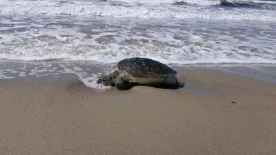 Oğuzhan BOYSAN/KUŞADASI (Aydın), (DHA)- AYDIN’ın Kuşadası ilçesinde, ölü yeşil deniz