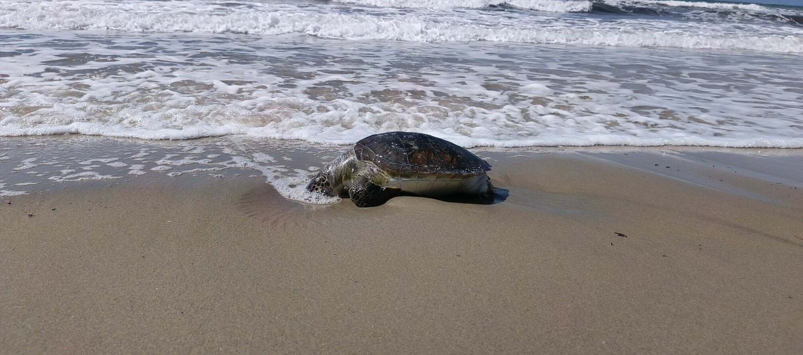 Oğuzhan BOYSAN/KUŞADASI (Aydın), (DHA)- AYDIN’ın Kuşadası ilçesinde, ölü yeşil deniz
