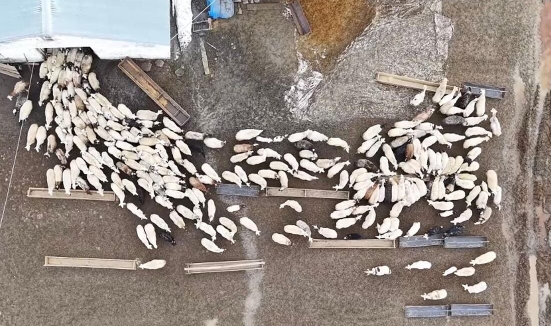 Bedir ALTUNOK/KARS, (DHA)- KARS’ın Arpaçay ilçesinde, Mehmet Özkaya’ya ait çiftlikte