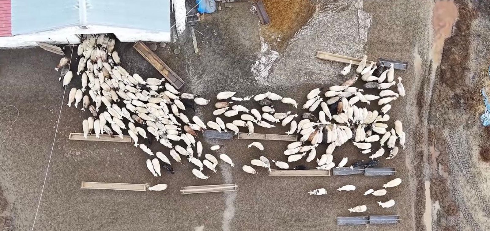 Bedir ALTUNOK/KARS, (DHA)- KARS’ın Arpaçay ilçesinde, Mehmet Özkaya’ya ait çiftlikte