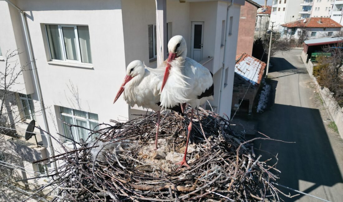 Yıldırım ŞİMŞEK/ŞARKIŞLA (Sivas), (DHA)- SİVAS'ın Şarkışla ilçesinde leyleklerin 40 yıldır