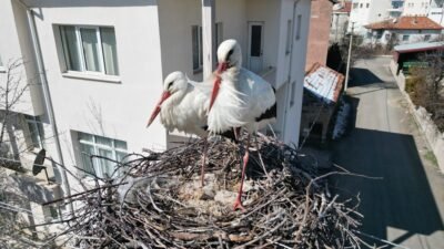 Yıldırım ŞİMŞEK/ŞARKIŞLA (Sivas), (DHA)- SİVAS'ın Şarkışla ilçesinde leyleklerin 40 yıldır