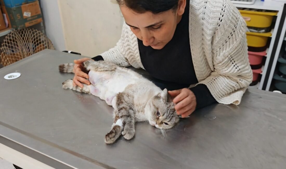 İbrahim EMÜL/OSMANİYE, (DHA)- OSMANİYE’de bir hayvansever tarafından çöp konteyneri yanında