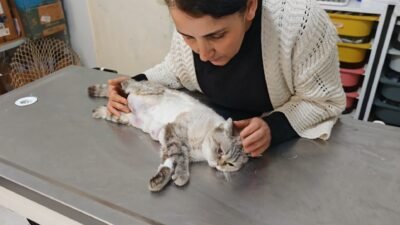 İbrahim EMÜL/OSMANİYE, (DHA)- OSMANİYE’de bir hayvansever tarafından çöp konteyneri yanında
