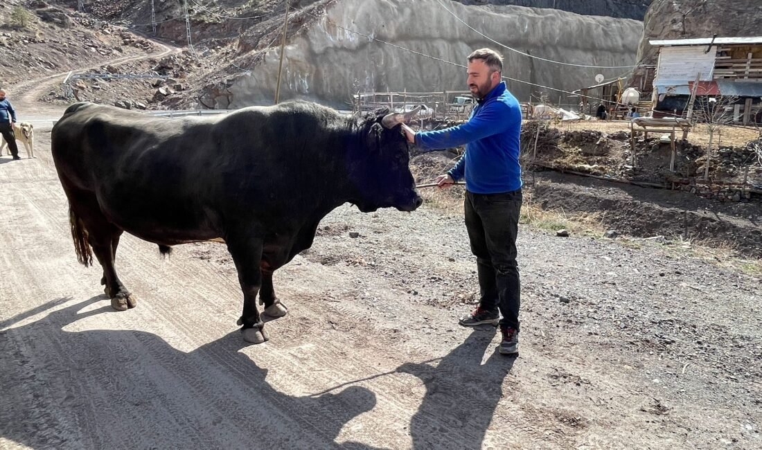 Menüsünde fındık ve pekmez olan boğalar kampta Nusret DURUR/ARTVİN, (DHA)- ARTVİN'de geleneksel boğa güreşi festivalleri öncesi son