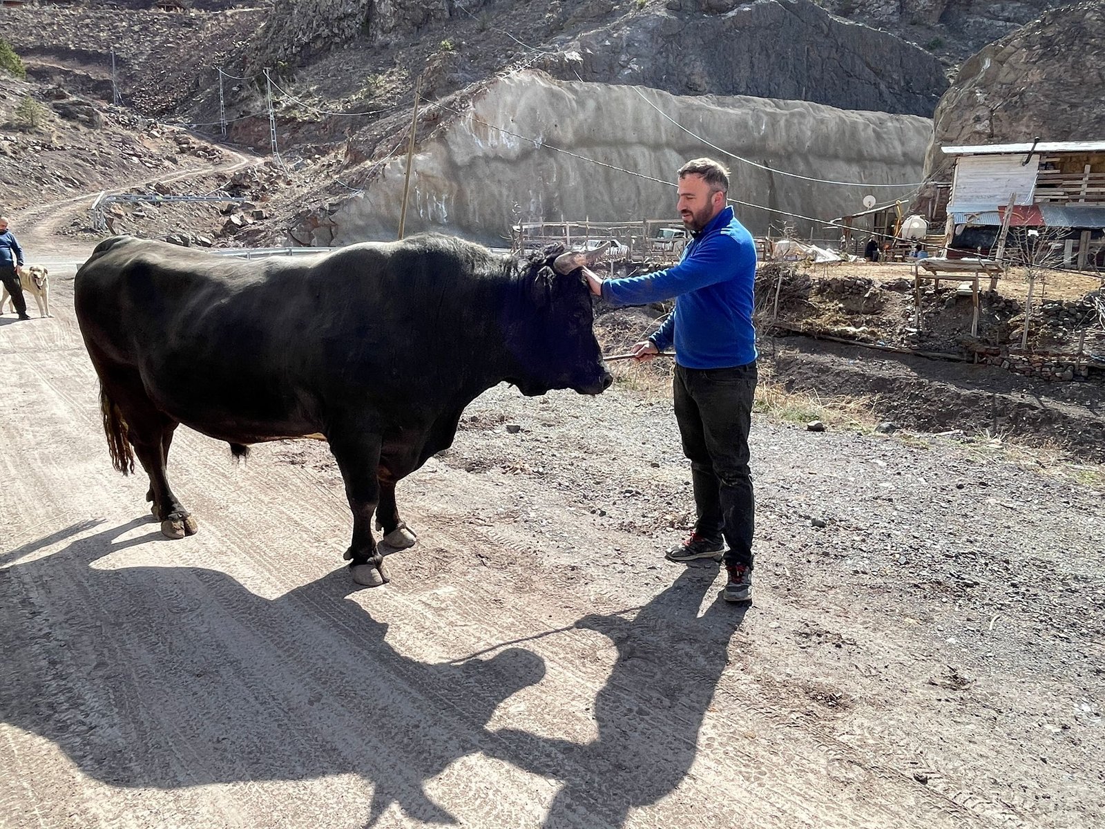 Nusret DURUR/ARTVİN, (DHA)- ARTVİN'de geleneksel boğa güreşi festivalleri öncesi son