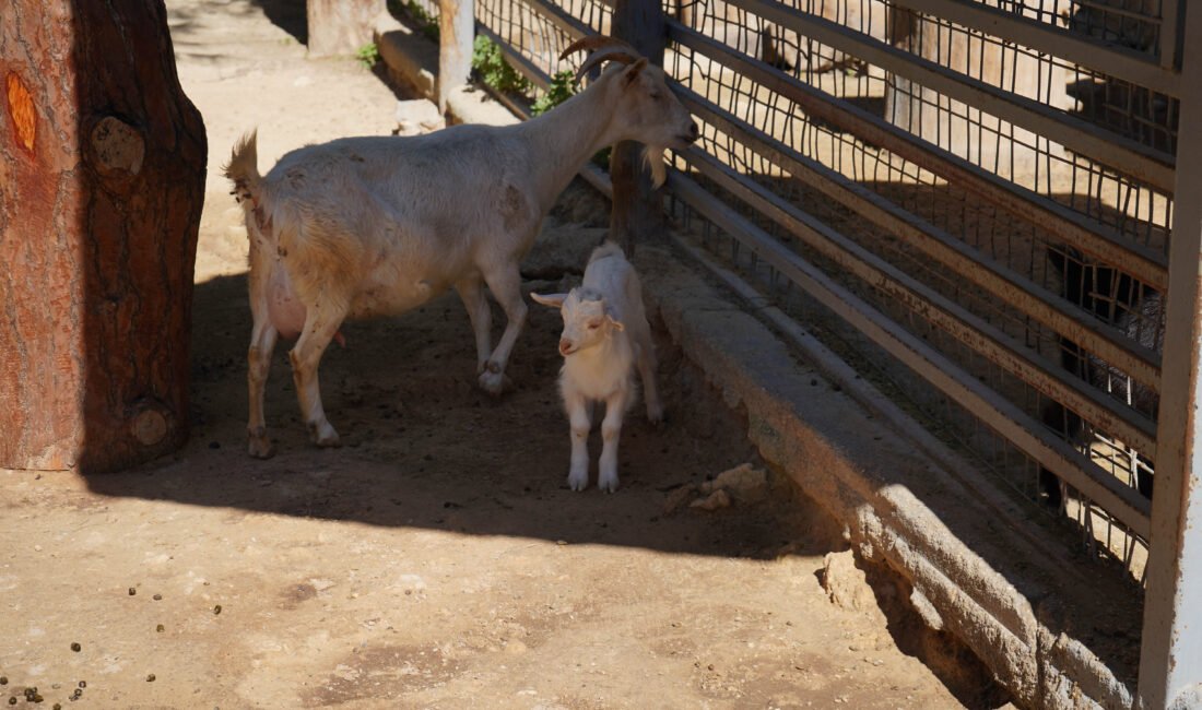 Mini hayvanat bahçesinde yavru sevinci Aysu DURSUN/ANTALYA, (DHA)- ANTALYA Doğal Yaşam Parkı'ndaki mini çocuk hayvanat