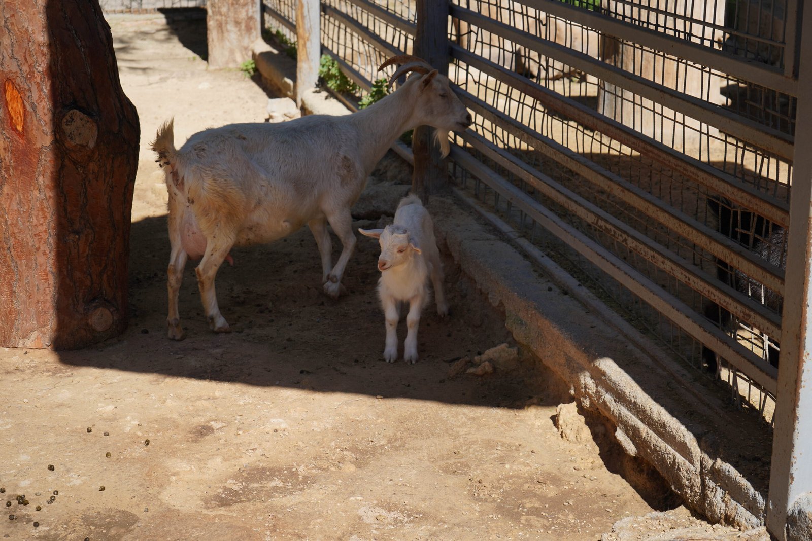 Aysu DURSUN/ANTALYA, (DHA)- ANTALYA Doğal Yaşam Parkı'ndaki mini çocuk hayvanat