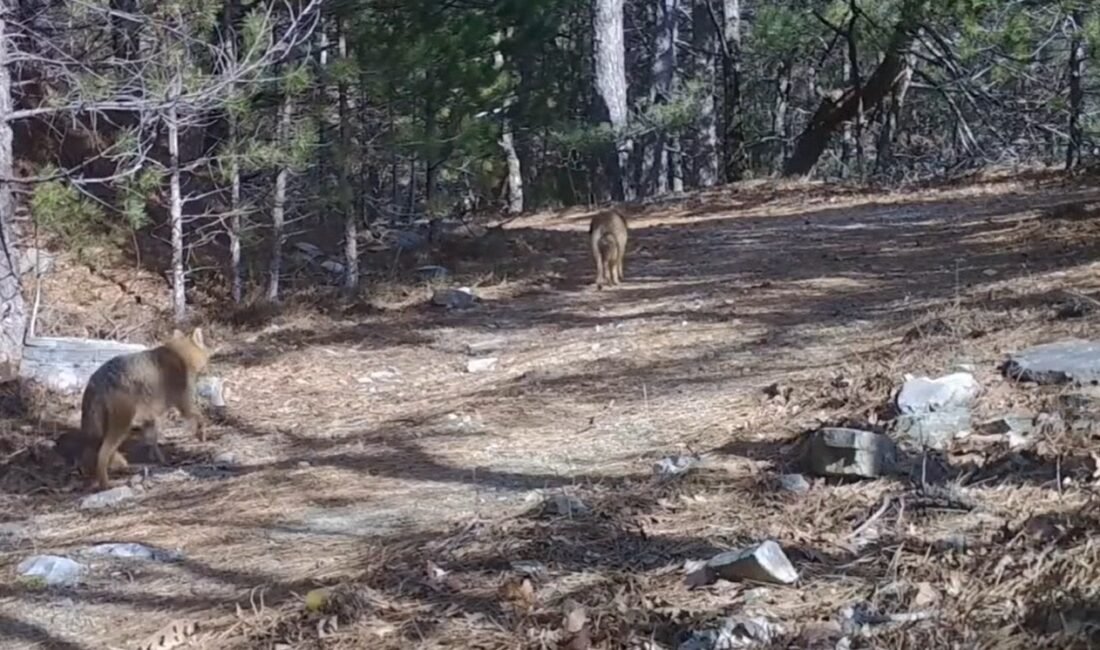 Esra TÜRKER/BURSA, (DHA)- BURSA'da yaban hayatını görüntülemek için kurulan fotokapanlara