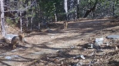 Esra TÜRKER/BURSA, (DHA)- BURSA'da yaban hayatını görüntülemek için kurulan fotokapanlara