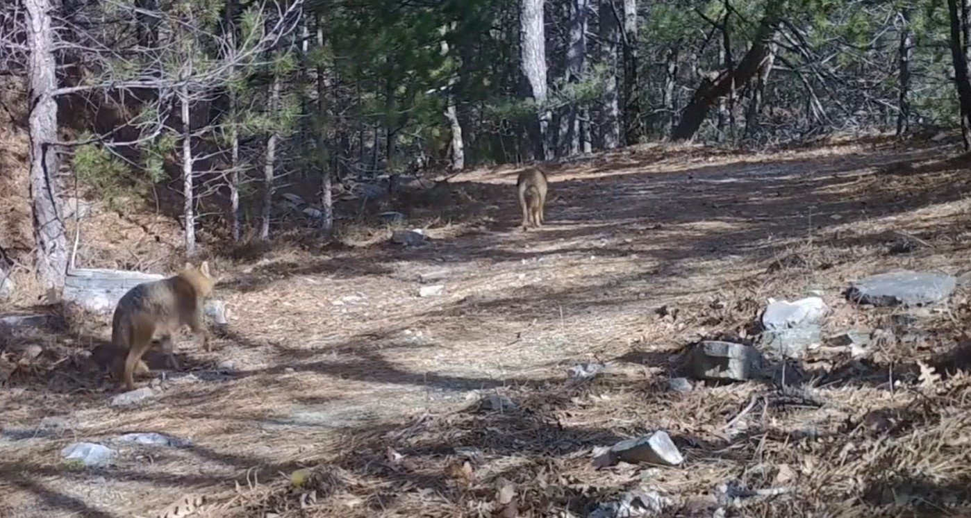 Esra TÜRKER/BURSA, (DHA)- BURSA'da yaban hayatını görüntülemek için kurulan fotokapanlara