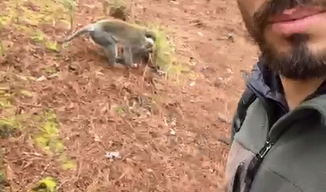 Ramazan ÇETİN/DENİZLİ, (DHA)- DENİZLİ'de mantar toplamaya giden Nizamettin Yiğit, ormanda