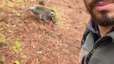 Ramazan ÇETİN/DENİZLİ, (DHA)- DENİZLİ'de mantar toplamaya giden Nizamettin Yiğit, ormanda