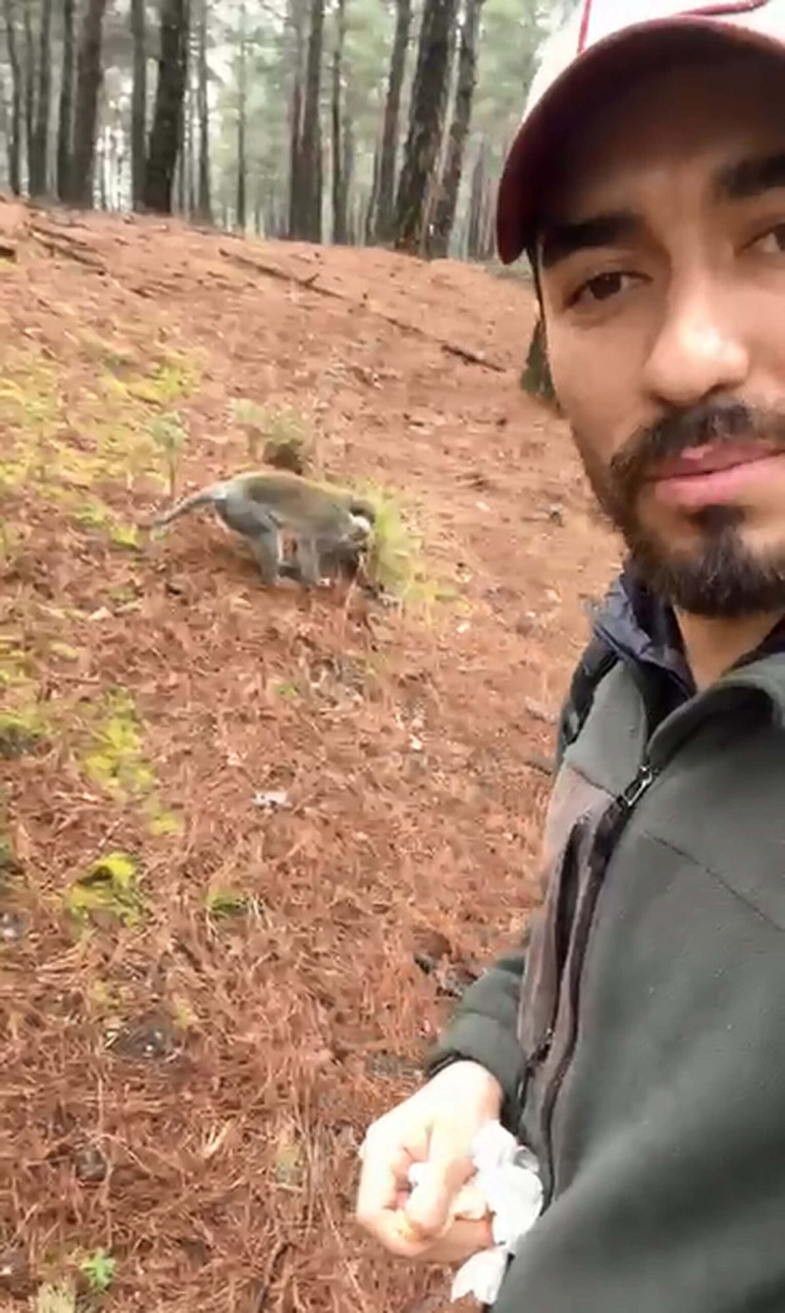 Ramazan ÇETİN/DENİZLİ, (DHA)- DENİZLİ'de mantar toplamaya giden Nizamettin Yiğit, ormanda