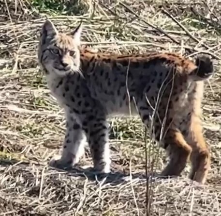 Uğur YİĞİT/SİVAS, (DHA)- SİVAS'ta nesli tehlike altında bulunan ve ormanın