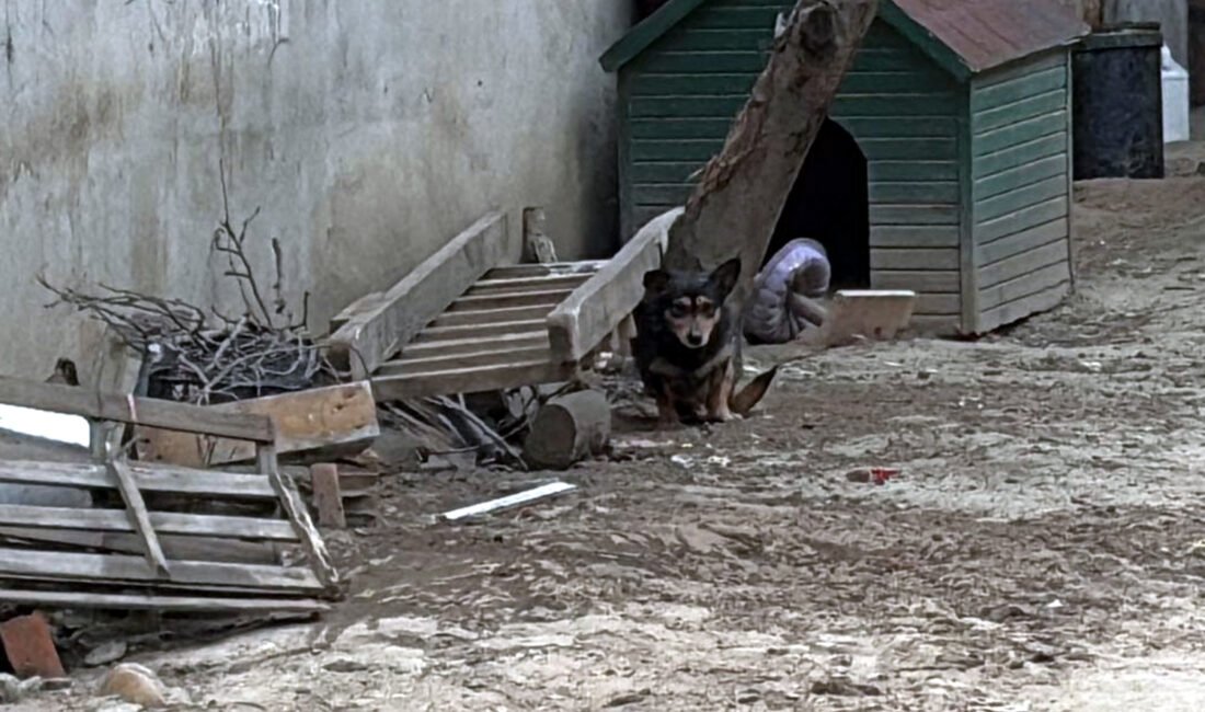 Mehmetcan ARSLAN/ ÇORLU(Tekirdağ), (DHA)- TEKİRDAĞ’ın Çorlu ilçesinde, yasaklı ırk Pitbull