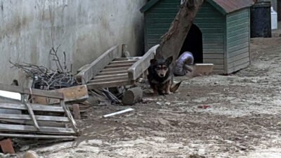 Mehmetcan ARSLAN/ ÇORLU(Tekirdağ), (DHA)- TEKİRDAĞ’ın Çorlu ilçesinde, yasaklı ırk Pitbull
