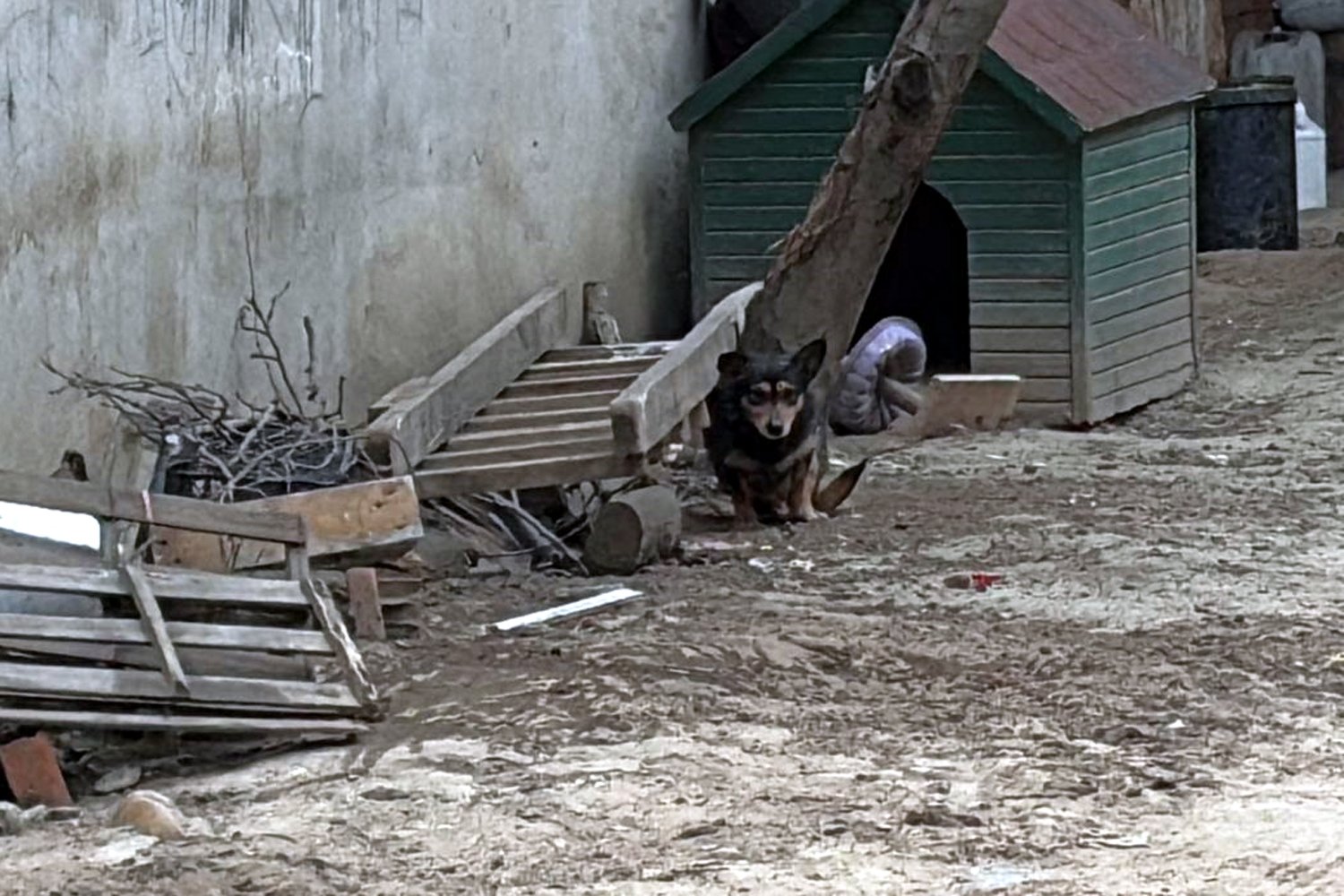 Mehmetcan ARSLAN/ ÇORLU(Tekirdağ), (DHA)- TEKİRDAĞ’ın Çorlu ilçesinde, yasaklı ırk Pitbull