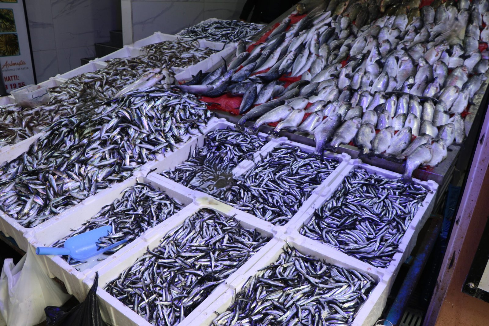 Berkay YILDIZ/SAMSUN, (DHA)- SAMSUN Su Ürünleri Kooperatifleri Birliği Başkanı Atıf