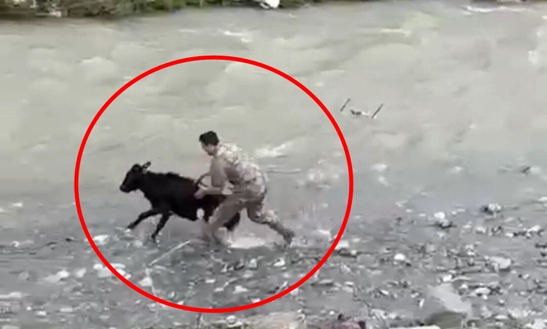 Akif ÖZALP/ BAYKAN(Siirt), (DHA)- SİİRT’in Baykan ilçesinde sahibinden kaçan buzağı,