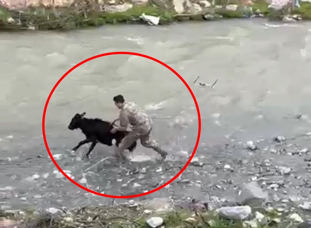 Akif ÖZALP/ BAYKAN(Siirt), (DHA)- SİİRT’in Baykan ilçesinde sahibinden kaçan buzağı,