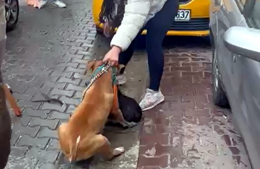 Mehmetcan ARSLAN/ÇORLU(Tekirdağ), (DHA)-TEKİRDAĞ'ın Çorlu ilçesinde saldırdığı 'Reis' isimli köpeği ağır