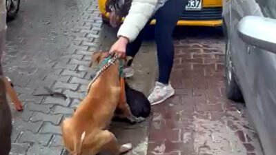 Mehmetcan ARSLAN/ÇORLU(Tekirdağ), (DHA)-TEKİRDAĞ'ın Çorlu ilçesinde saldırdığı 'Reis' isimli köpeği ağır