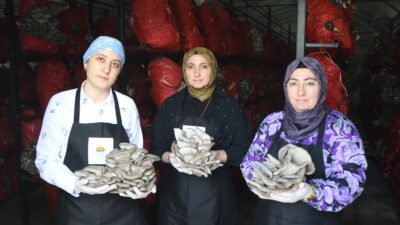 Gökhan İÇKİLLİ/SAMSUN, (DHA)- SAMSUN’da mantar yetiştiriciliği eğitimi alıp üretime başlayan