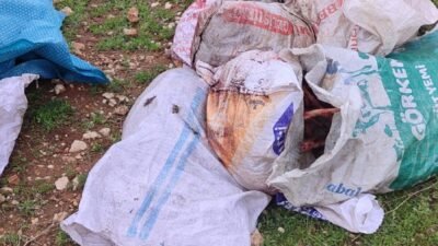 Ömer ŞULUL/ŞANLIURFA, (DHA)- ŞANLIURFA'da, tarlada çuvallar içerisinde, kesilmiş at başı