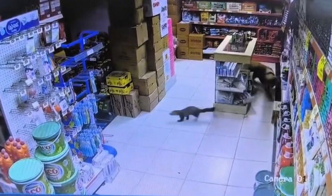 Cahit ÖZÇELİK/MALATYA, (DHA)- MALATYA'nın Yeşilyurt ilçesinde bir markete giren sansar,