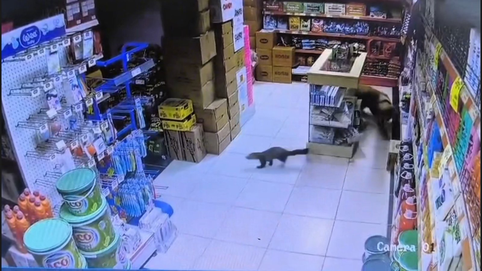 Cahit ÖZÇELİK/MALATYA, (DHA)- MALATYA'nın Yeşilyurt ilçesinde bir markete giren sansar,