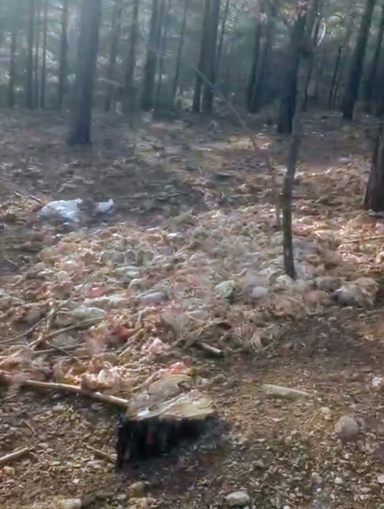 Okan ÇALIŞKAN/TARSUS (Mersin), (DHA)- MERSİN’in Tarsus ilçesinde ormana yüzlerce tavuk