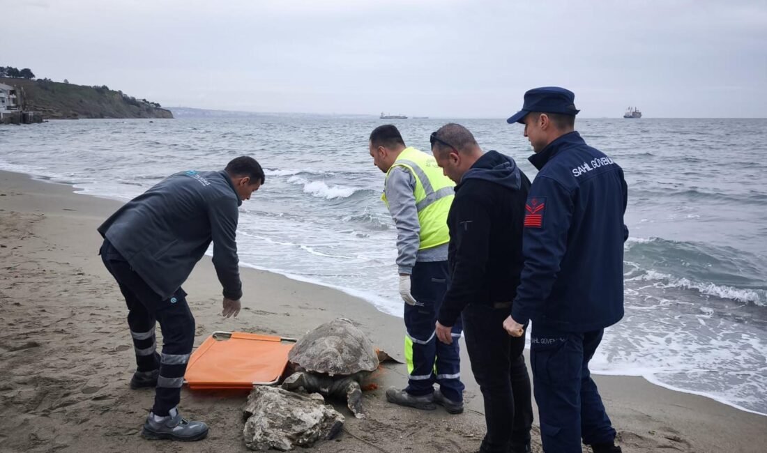 Abdullah YALÇIN/TEKİRDAĞ, (DHA)- TEKİRDAĞ sahilinde kıyıya vurmuş ölü caretta ceratta