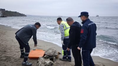 Abdullah YALÇIN/TEKİRDAĞ, (DHA)- TEKİRDAĞ sahilinde kıyıya vurmuş ölü caretta ceratta